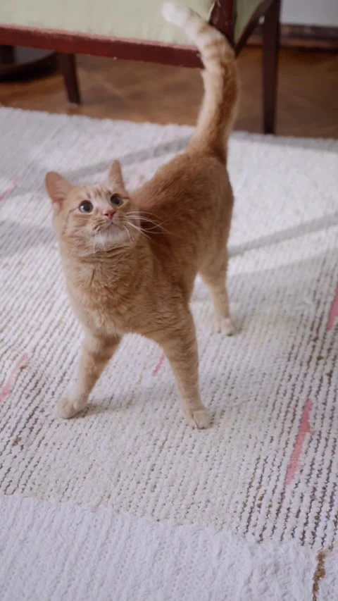 Playful Orange Tabby Cat Looking Up and Preparing to Pounce Vertical Stock Footage 337244592