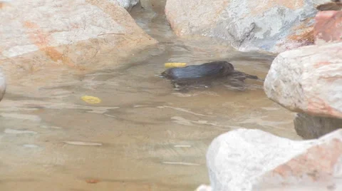 Playful otters Stock Footage 1076117