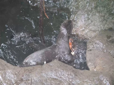 Playful Otters Stock Footage 78309822