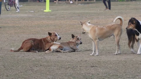Playful Pack of Dogs 스톡 동영상 332534543