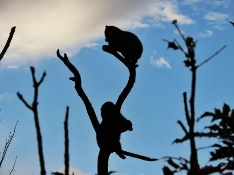 Playful Pair Stock Photos