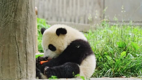 Playful Panda Climbing Tree Branch in Mountain Ha Stock-Footage 334995804