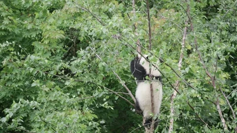 A Playful Panda Climbing Up A Tree In A Natural Habitat. Video stock 316759446