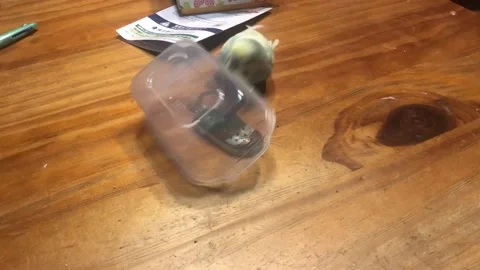 Playful Parakeet Runs Right off Table, Midori-ku, Yokohama, Kanagawa, Japan - 13 Video stock 221424265
