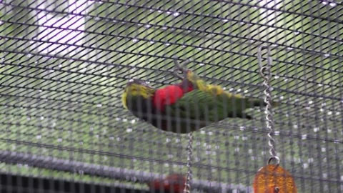Playful Parrot Bird in a Swing caged. Stock Footage 138909900