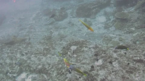 Playful Parrot Fish Vidéo 149639612