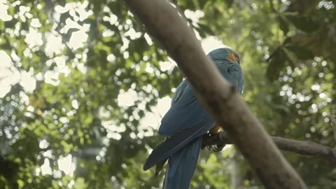 Playful parrot in rainforest sitting on tree to turn around Stock Footage 246512458