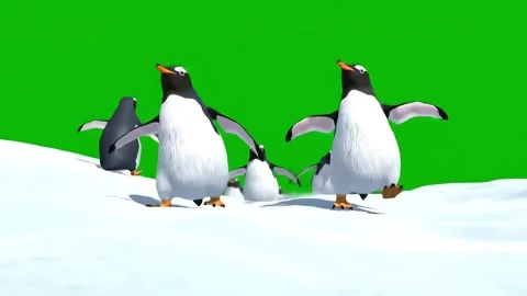 Playful Penguins Sliding Video stock 303995707