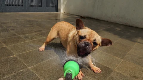 Playful pet attacking water spray closely, first person view, slow motion Stock Footage 313674342