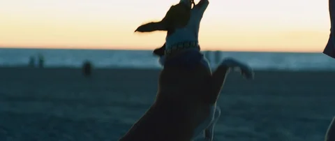 Playful pet dog trying to pull the rope from his owner on the beach at sunset Stock Footage 111961775