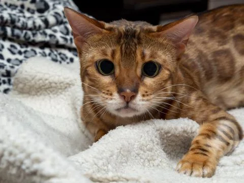 A playful pet is preparing to attack. Stock Photos