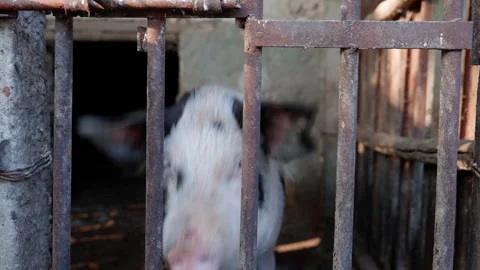Playful piglet peeks through rusty bars of a pen, showcasing its curious Stock Footage 323233708