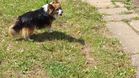 Playful pooch close-up in motion Stock Footage 203971304