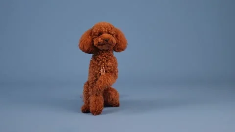 A playful Poodle enjoying its time in a beautifully designed studio setting Stock Footage 305543383