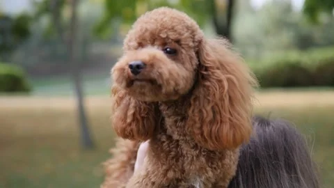 The playful poodle enjoys spending time outdoors and enjoying the sun. Stock Footage 291434381