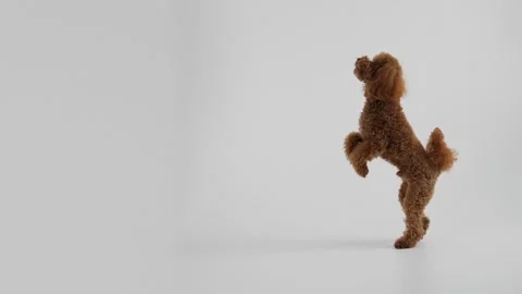 A Playful Poodle is Joyfully Standing on Its Hind Legs, Engaging in Playful Stock Footage 312254856