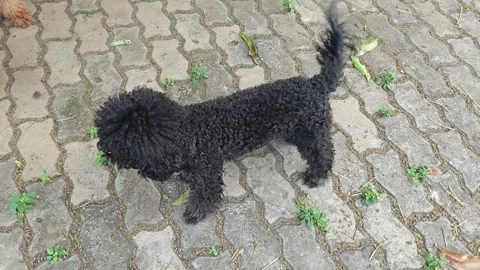 Playful poodles Stock Footage 286919362