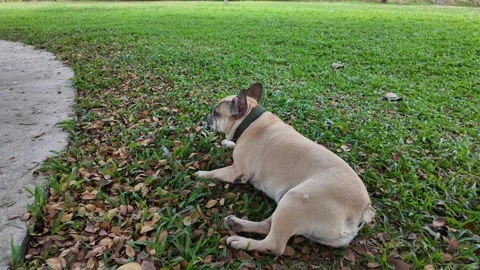 Playful Pup in Park: Stockbeeldmateriaal 323584906