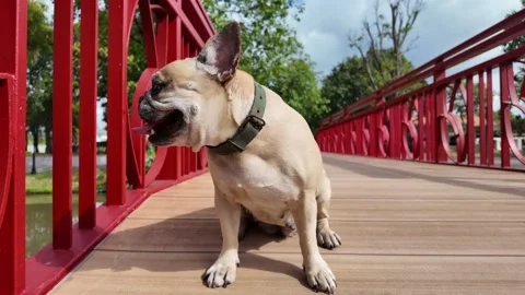Playful Pup on a Red Bridge Stock Footage 323584842