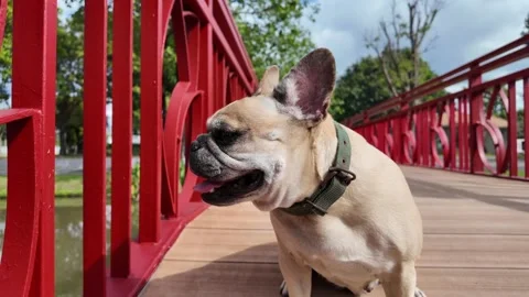 Playful Pup on a Red Bridge Stockbeeldmateriaal 323584844