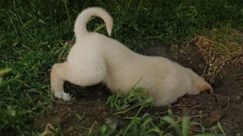 Playful puppy digging with its paws in the ground in the garden behind the house Stock Footage 249596297