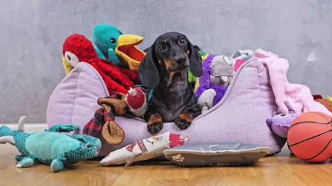 Playful puppy exploring toy bin adventures with colorful companions Stock Footage 313460016