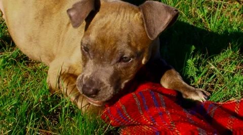Playful puppy Stock Footage 4280451