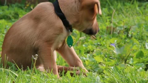 Playful Puppy Stock-Footage 10960765