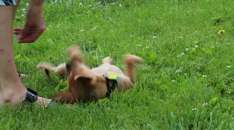 Playful Puppy in grass Video stock 10961482