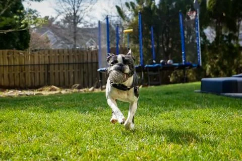 Playful puppy running Stock Photos