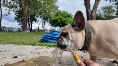 Playful Puppy’s refreshing drink Vídeo Stock 323584845
