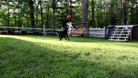 Playful Pups: Epic Slow-Motion Ball Chase Stock Footage 276339061