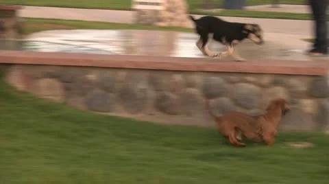 Playful Pups Stock Footage 10591678