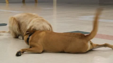 Playful Pups 動画素材 12009472