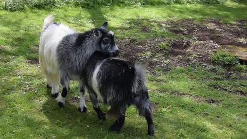 Playful Pushy Goats Stock Footage 86709209