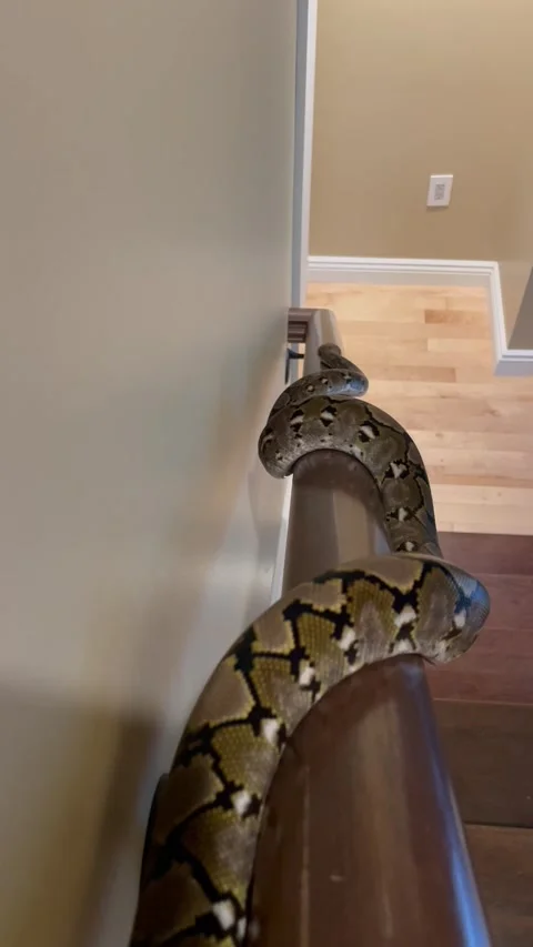 Playful Python Slides Down Bannister, Kittanning, Pennsylvania, USA - 24 Jun 202 Vidéo 245831954