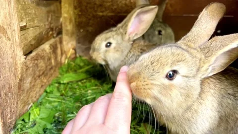 Playful rabbit Stock Footage 196893656