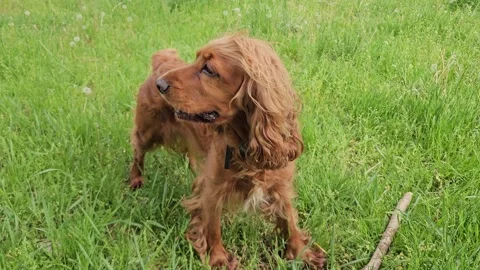 Playful red cocker spaniel chewing wooden stick on green grass lawn in park Stock Footage 317266444