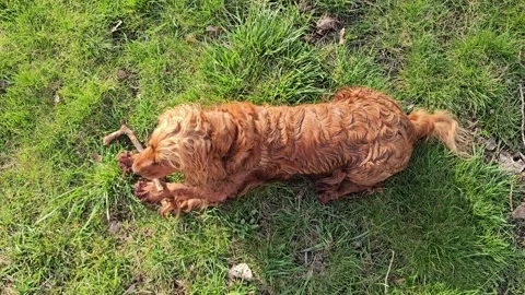 Playful red cocker spaniel chewing wooden stick on green grass lawn in park Stock Footage 317271801