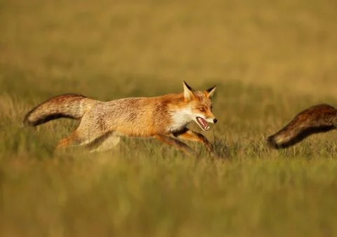 Playful red fox chasing another fox in the field Stock Photos