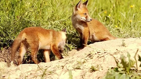 Playful red fox cubs Stock Footage 80906546