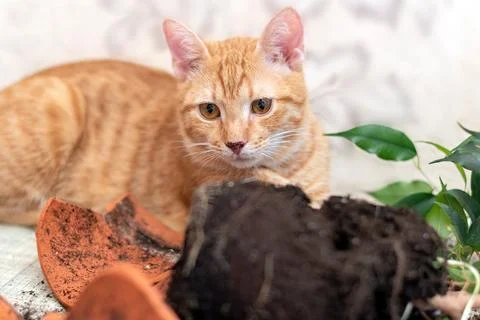 Playful red kitten broke, smashed a houseplant. Naughty cat. Stock Photos