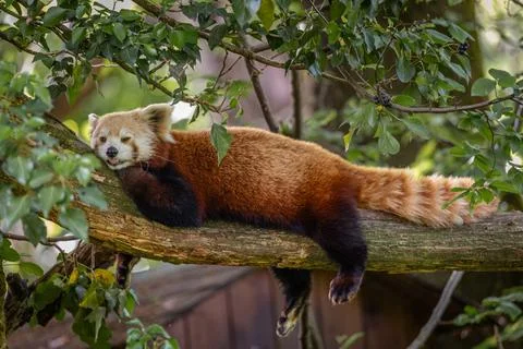 Playful red panda lying down on a tree branch looking at the viewer Stock Photos