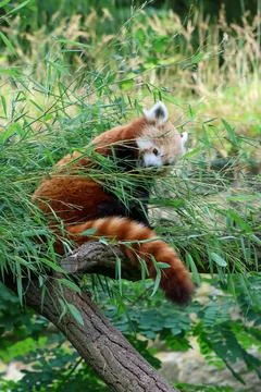 Playful Red Panda Relaxing on a Tree Branch Surrounded by Lush Greenery Stock Photos