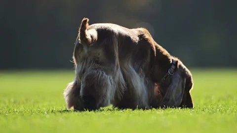 Playful red Spaniel joyfully running across a lush green football field in slow Stock Footage 293740814
