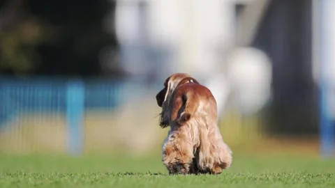 Playful red spaniel runs freely in a scenic field, capturing the joy of nature Stock Footage 304681730