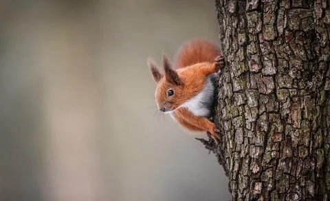 Playful red squirrel exploring a winter tree, full of life and curiosity. Stock Photos