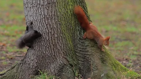 Playful Red Squirrel Foraging for Nuts in the Forest Canopy Stock Footage 331225030