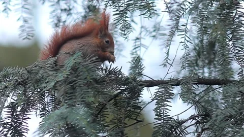 Playful Red Squirrel Foraging for Nuts in the Forest Canopy Stock Footage 331225059