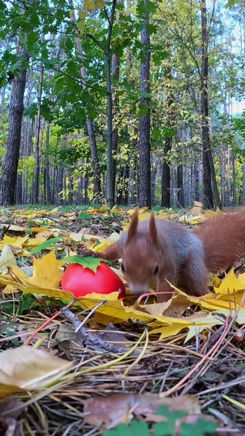 Playful red squirrel interacts with decorative heart on leaves Video stock 322612032